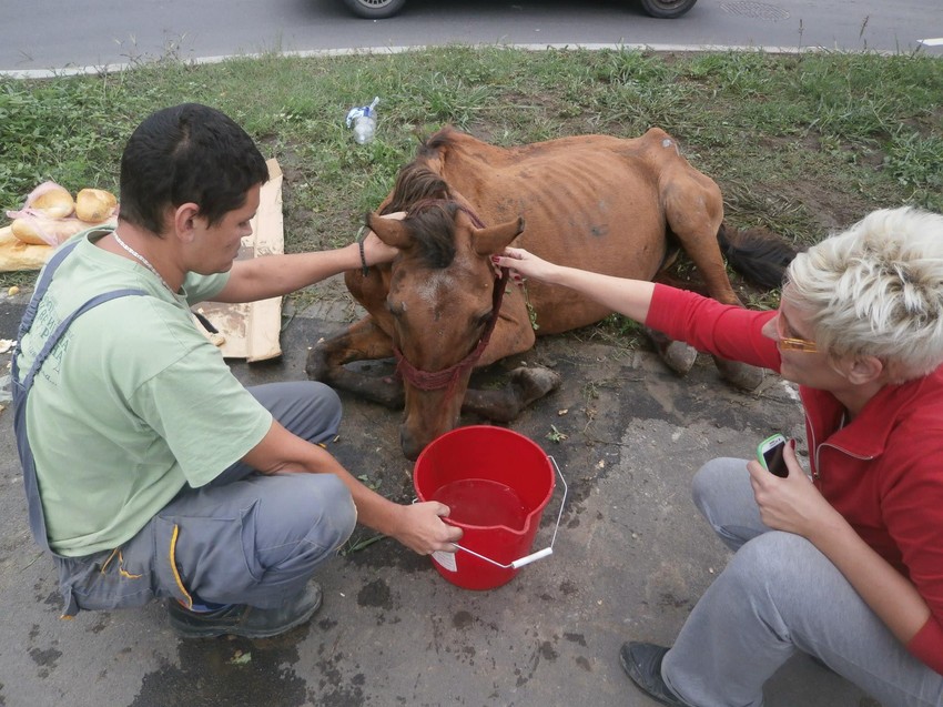 Zoohigijena će se boriti za spas životinje