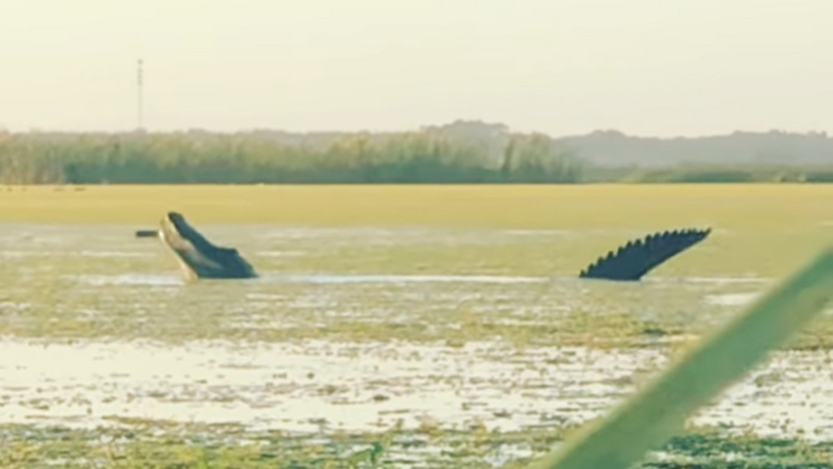 W jeziorze w pobliżu miasta Leesburg na Florydzie ukazał się ogromny aligator. Nagranie ze spotkania z gadem trafiło do sieci. Internauci porównują zwierzę, które polowało na kaczki, do dinozaura.