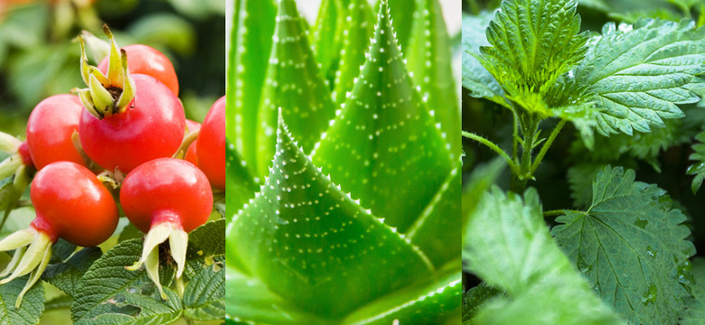 10 biblijnych roślin o wyjątkowych właściwościach zdrowotnych - żywią i leczą do dziś