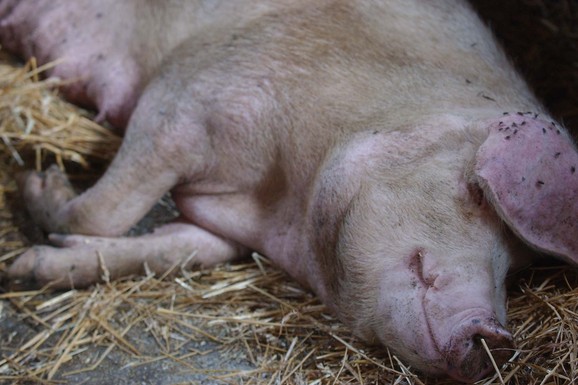 Vrsta svinjske kuge otkrivena u Kataloniji procurila iz laboratorije?