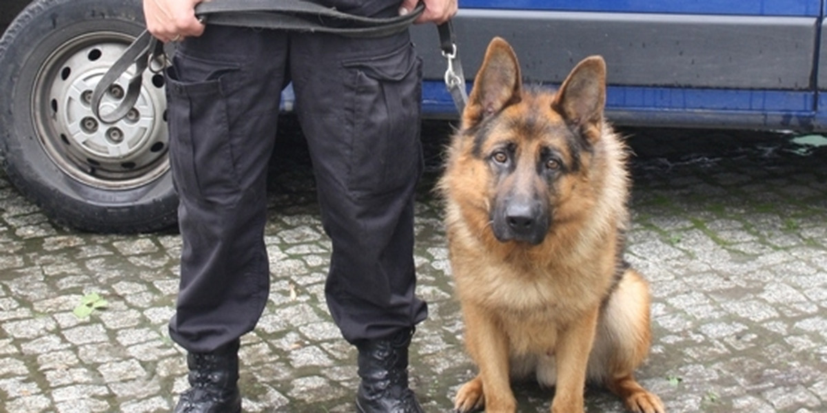 W Ostrowcu Świętokrzyskim Policja kupiła psa zamiast radiowozu.