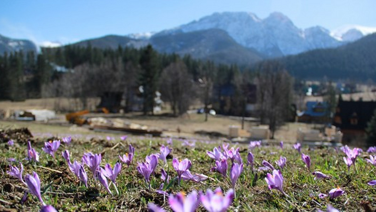 Wiosna w Tatrach - przyrodnicy nie mają już wątpliwości, że zima już odchodzi z tatrzańskiego krajobrazu. Co prawda w wielu miejscach jest jeszcze sporo śniegu, ale już obserwowane są pierwsze oznaki nadciągającej wiosny. Z zimowego snu budzą się też zwierzęta - informuje Radio Kraków.