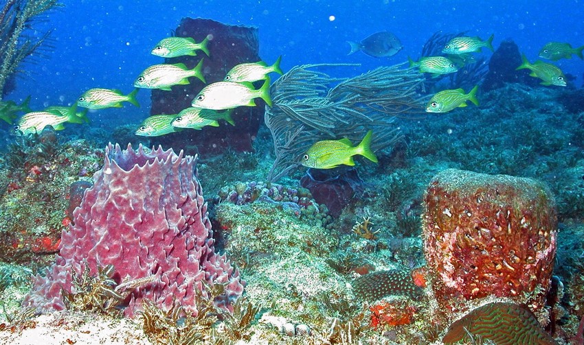 Okeanski svet izumire velikom brzinom zahvaljujući ljudskom faktoru