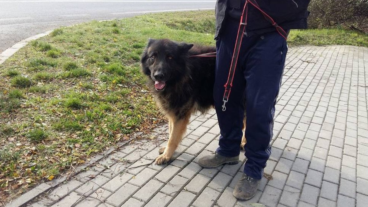 Przez dwa dni owczarek niemiecki warował w przydrożnym rowie, przy martwej suczce. Historia obu psów pozostaje nieznana.