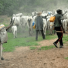 Tension in Abia community as herders allegedly invade people’s farms/Illustration [TheCable]