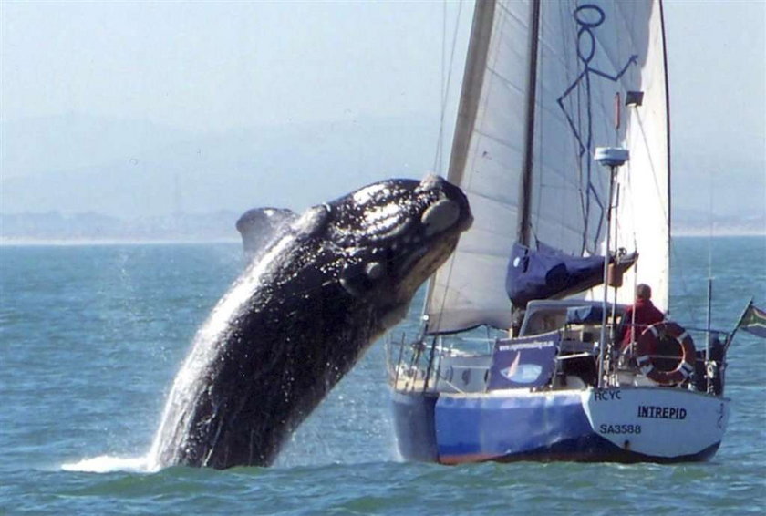 Wieloryb roztrzaskał jacht