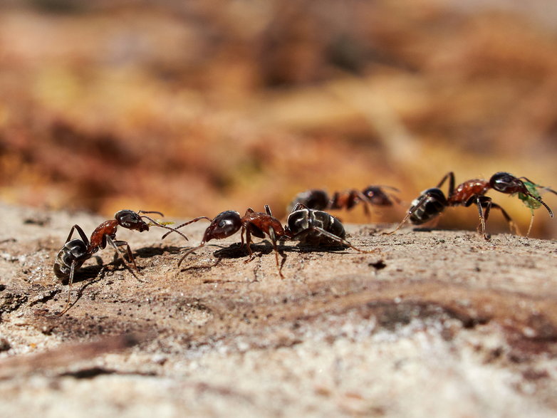 Mrówki rudnice (Formica rufa) 