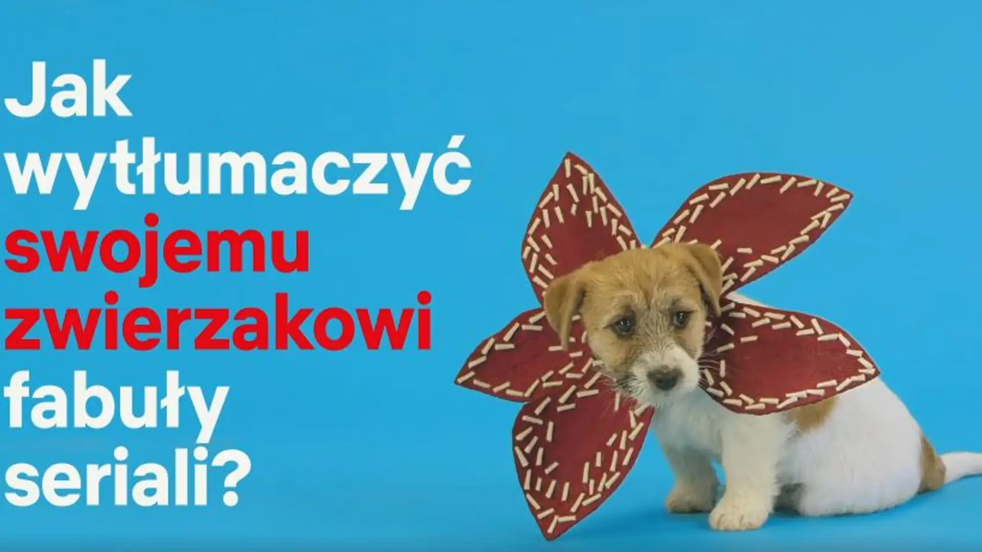 Jak wytłumaczyć zwierzakowi fabułę serialu? Netflix podpowiada w rozczulającym nagraniu