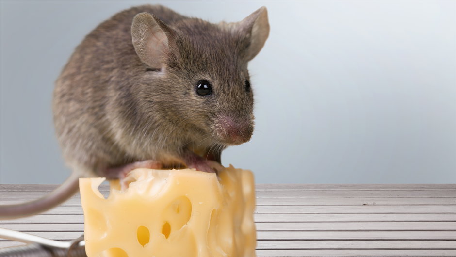 Czy myszy jedzą ser?