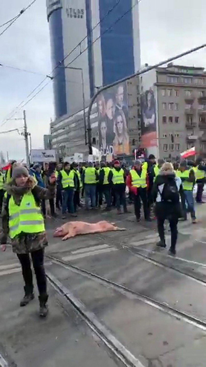 Martwe świnie i spalone opony w centrum Warszawy. Miasto sparaliżowane