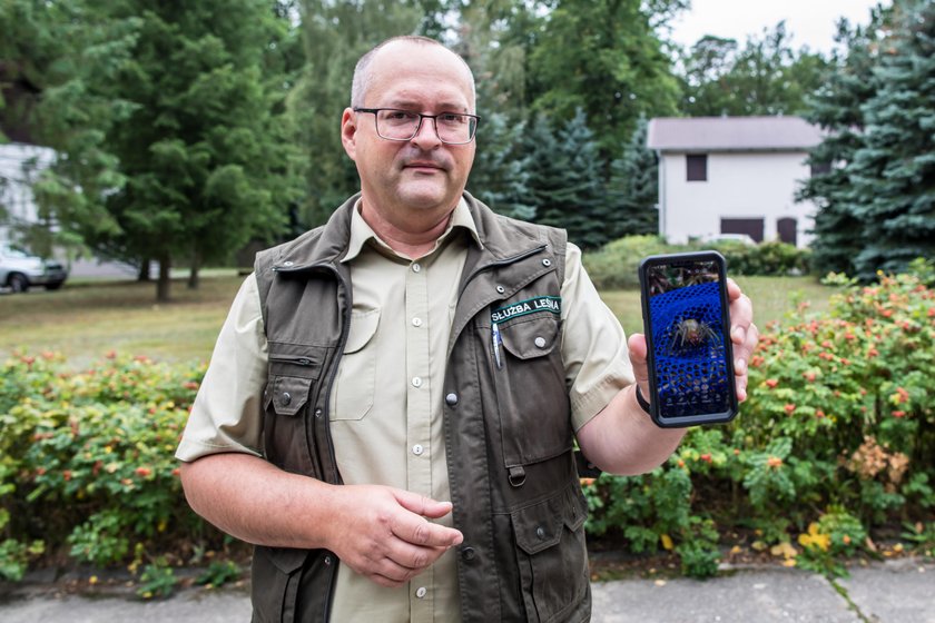 Groźny pająk w wielkopolskich lasach