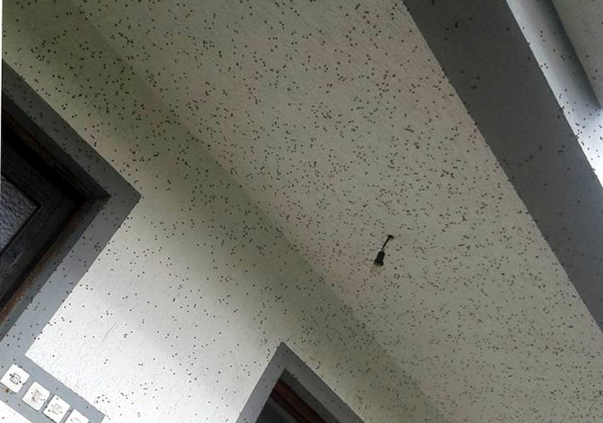 Nisu opasne, ali smetaju