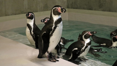 Pingwiny wróciły do śląskiego zoo po 43 latach przerwy