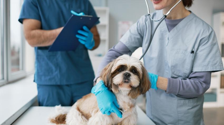 kutya, betegség, éves szűrővizsgálat