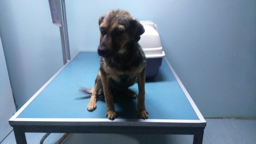 Kuca je sad potpuno izlečena