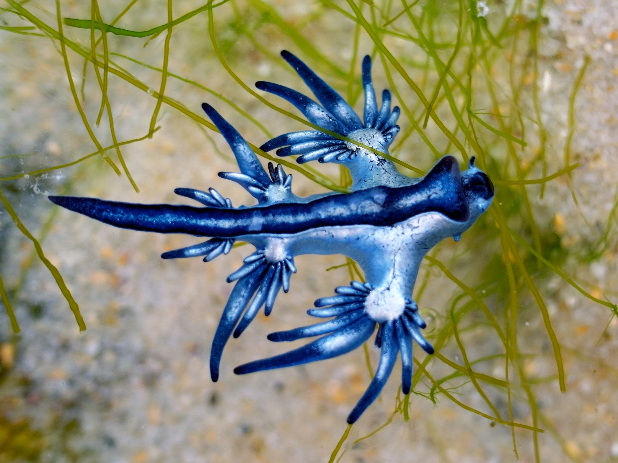 Morský živočích glaucus atlanticus.