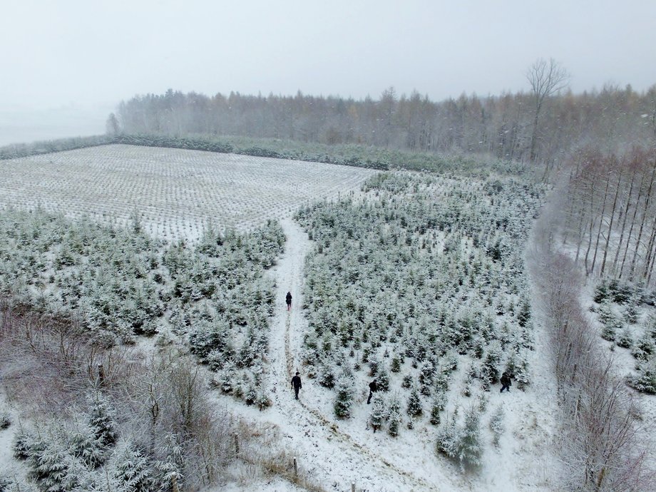 Plantacja choinek Lasów Państwowych