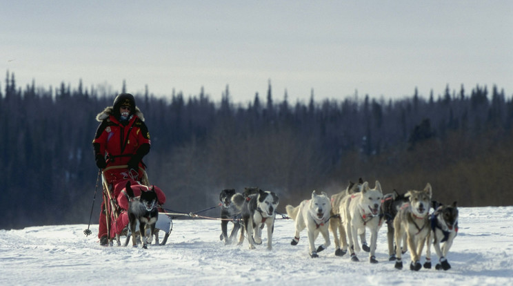 A világ legnehezebb szánhúzóviadalán a hajtó élete függhet a kutyáktól /Fotó: Europress - Getty Images