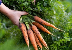 Jedna velika šargarepa (jedna šolja) može da obezbedi 100 odsto dnevnih potreba vitamina A, antioksidansa koji štiti ćelije
