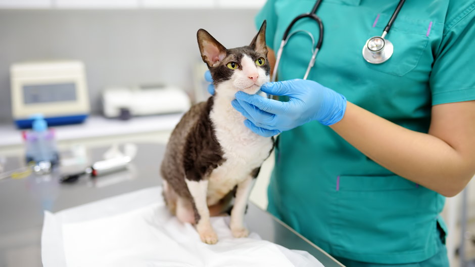 Choroby genetyczne u kotów. Które występują najczęściej?