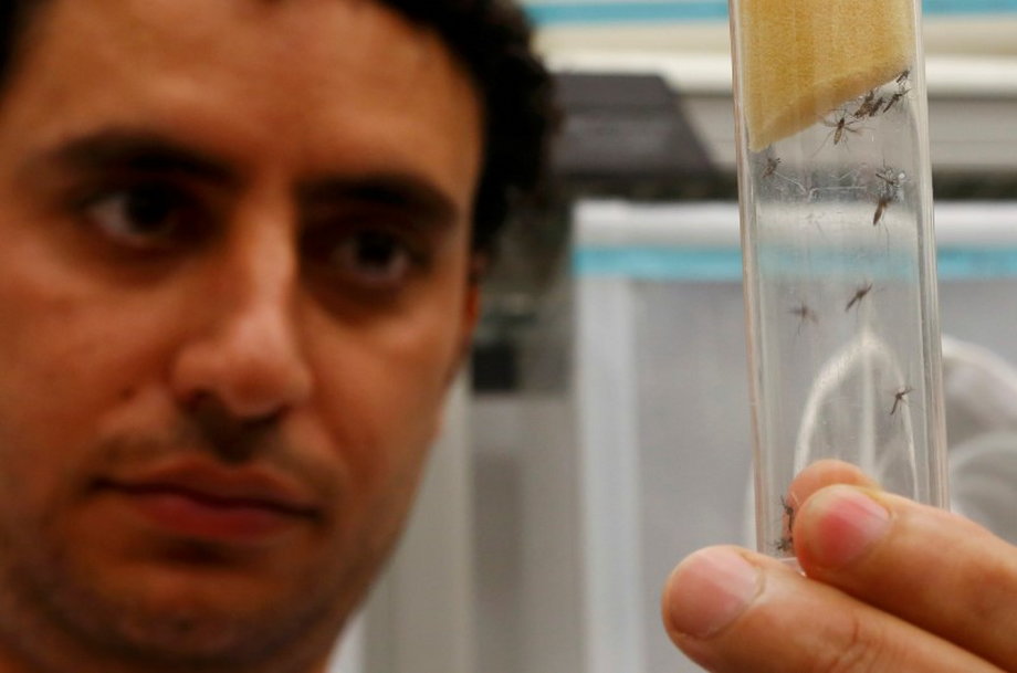 A scientist displays Aedes aegypti mosquitoes.