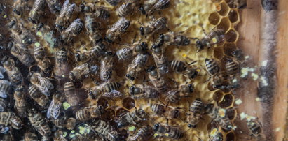 Ile warte są polskie pszczoły?