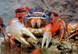 Cuda raf koralowych w Warszawie