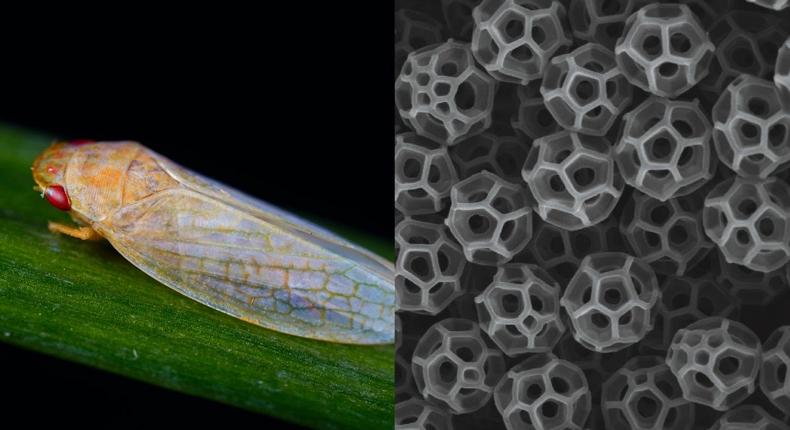 Leafhoppers (left) are a common backyard insect that secrete amazingly complex nanoparticles called brochosomes (right).Lin Wang and Tak-Sing Wong