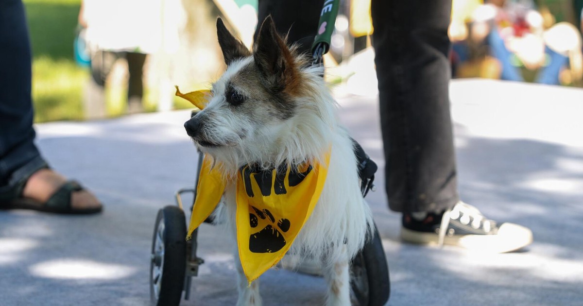 Zimowa zbiórka dla podopiecznych Towarzystwa Opieki nad Zwierzętami