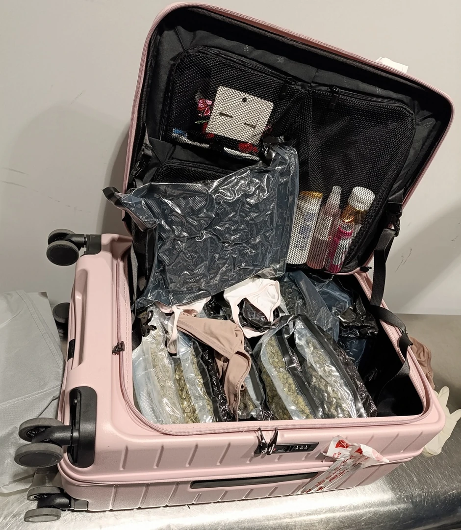 Zaplenjena marihuana