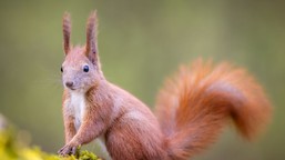 "Banalny" QUIZ z polskich ssaków. Większość odpada na 5. pytaniu