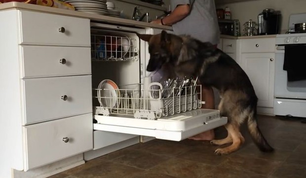 594321_pas-masina-za-sudove-foto-youtube