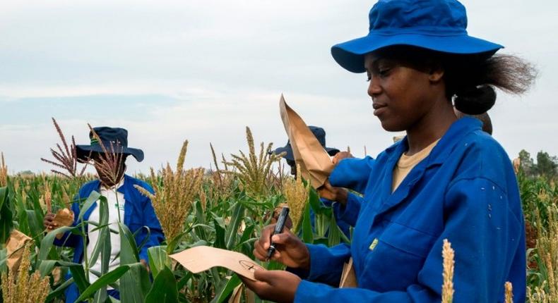 Plant breeders pollinate a plot of a heat-tolerant hybrid maize at the Chiredzi Research Station in Zimbabwe