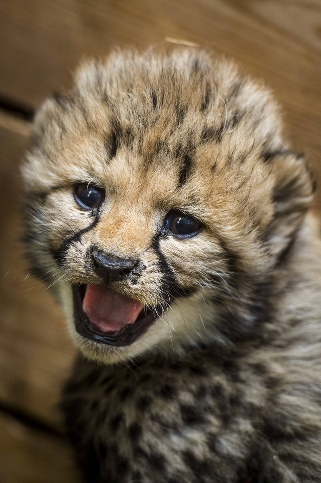 Młode gepardy w Zoo Dvur Kralove