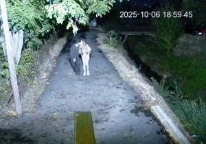 Sofija Janićijević i Dane