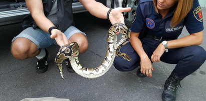 Strażnicy z Animal Patrol wezwani na pocztę do... pytona!