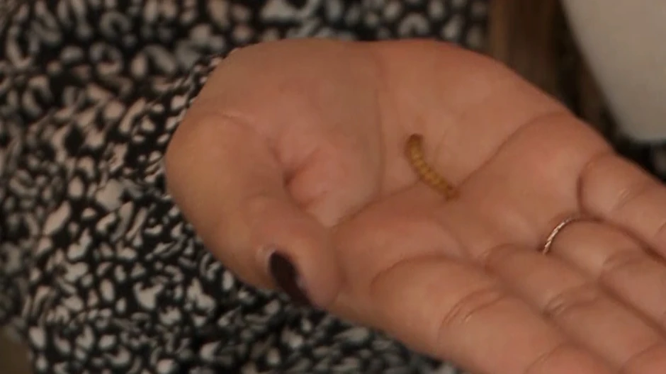 Larva velikog brašnara