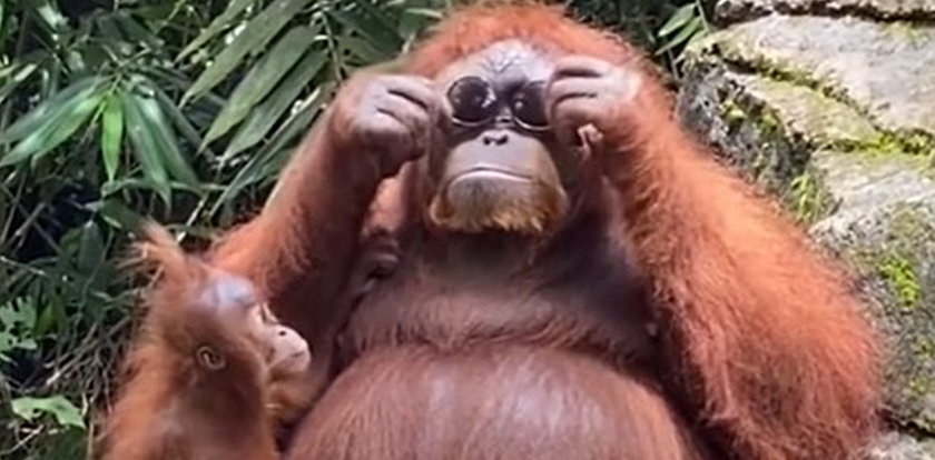Tego jeszcze nie było, orangutan w okularach [FILM]