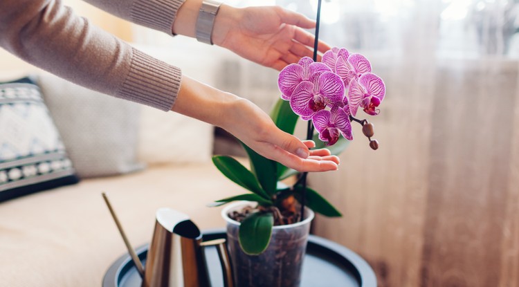 Így lesz neked is csodálatos az orchideád. Fotó: Getty Images