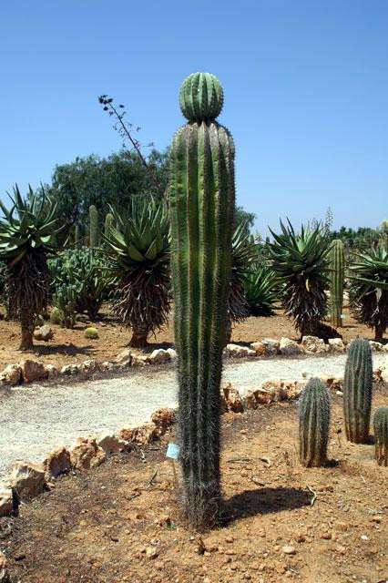 Galeria Hiszpania - Botanicactus, obrazek 12