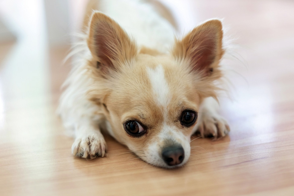 Chihuahua - średnia życia to 18 lat