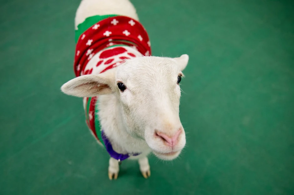 Nađen je kako tumara okolo u božićnom džemperu