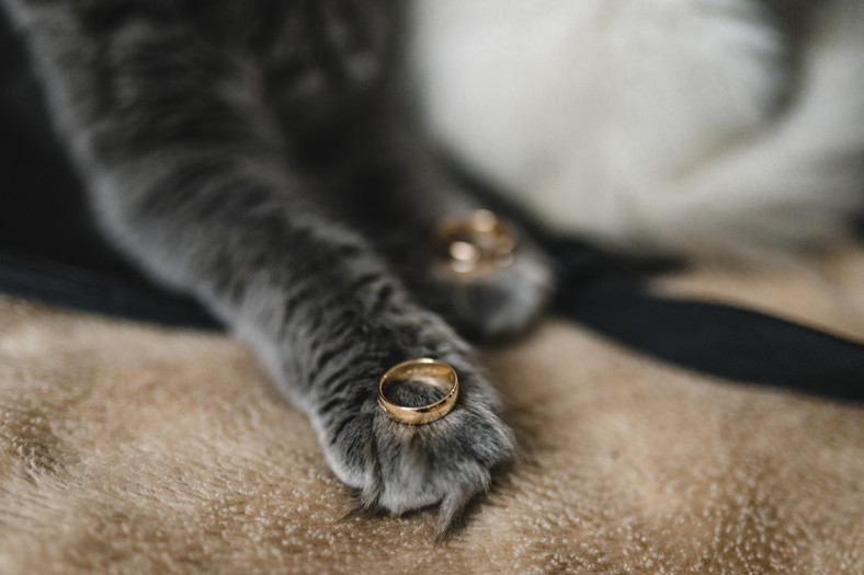 Kot odnalazł skradzioną biżuterię