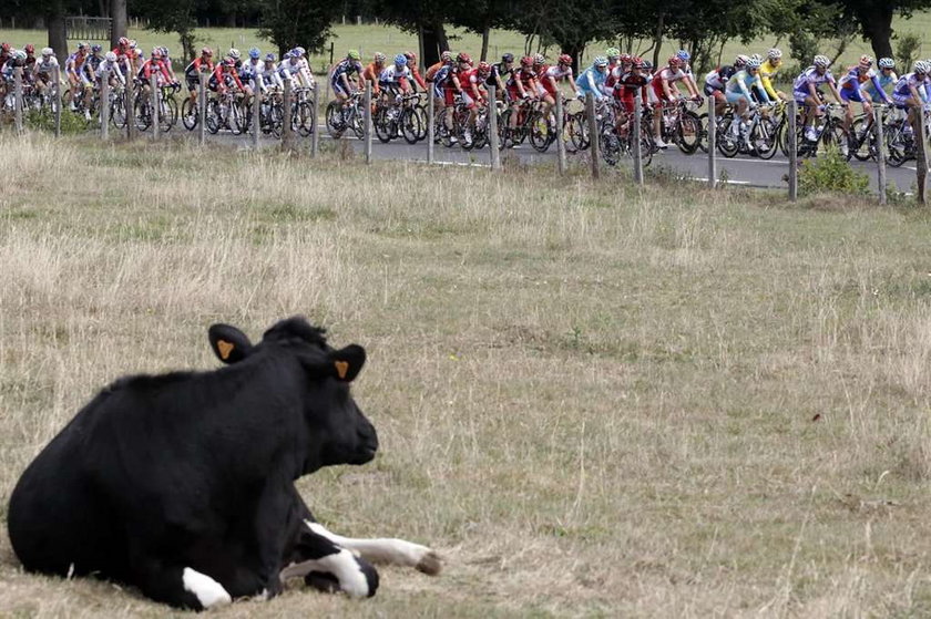 Młody austriacki kolarz pomylił trasę przez krowę