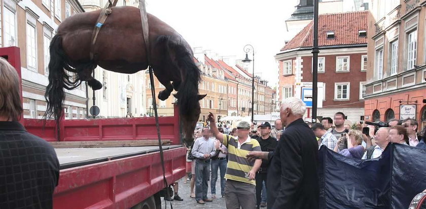 Koń padł na warszawskiej Starówce. Film