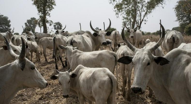 Open grazing of cattle has been recognised as one of the flashpoints for insecurity in Nigeria over the past few years (image used for illustrative purpose) [Guardian]