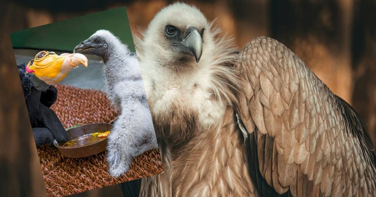 Zoo w Pradze z nietypową metodą karmienia sępów. Wykorzystuje kukiełki