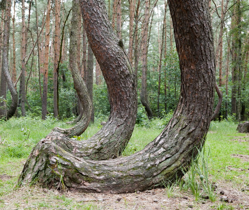 Krzywy las pod wsią Nowe Czarnowo