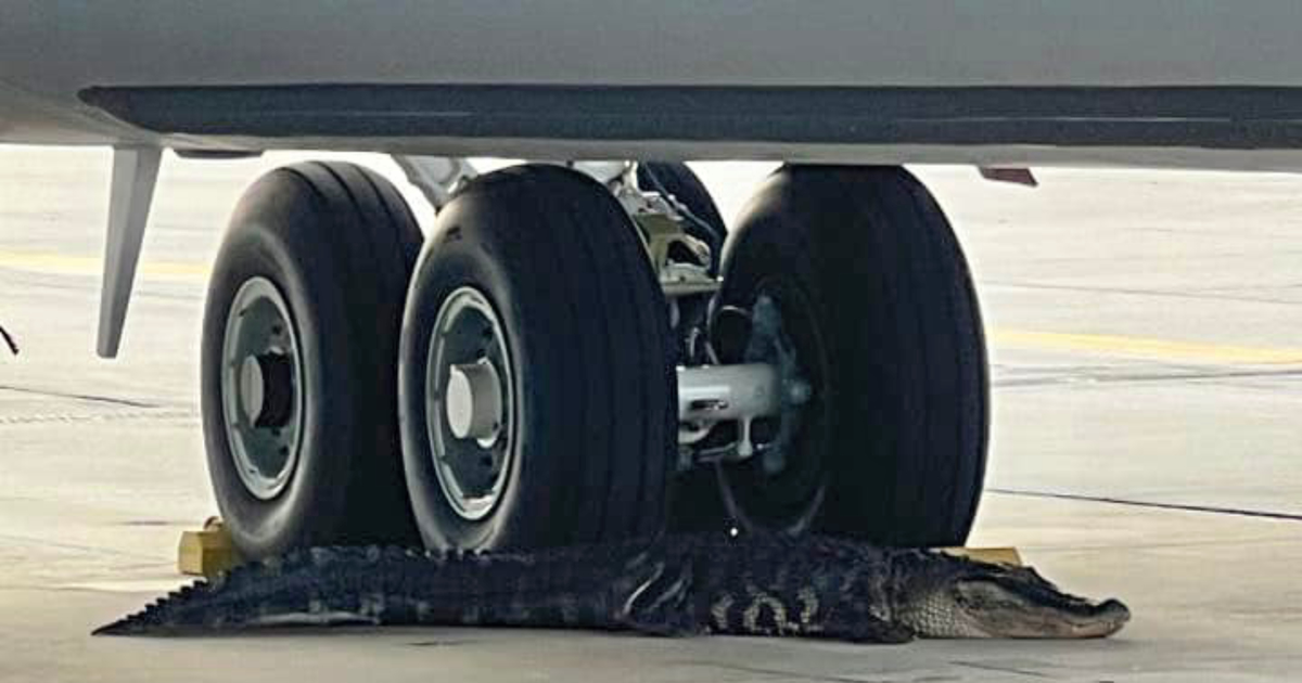 www.aerotelegraph.com