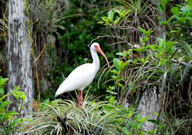 Galeria USA - Park Narodowy Everglades, obrazek 15